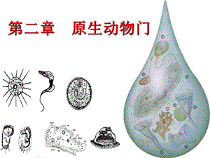 3动物生物学第二章原生动物门.ppt