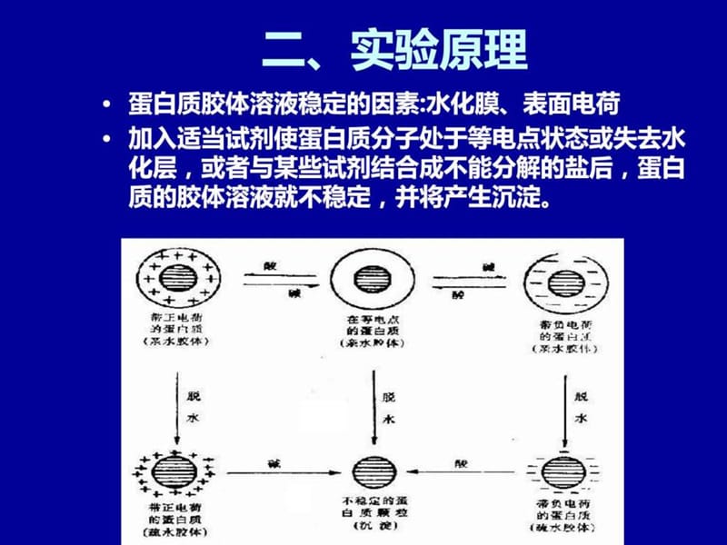 实验一蛋白质的沉淀反应——医用化学实验.ppt_第3页