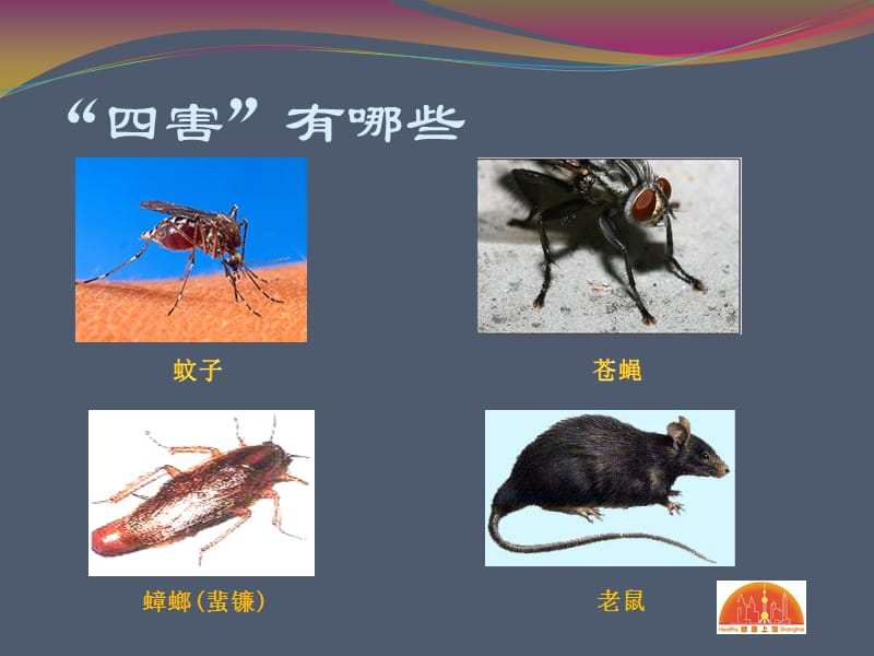 家庭除四害知识讲座ppt课件.ppt_第2页