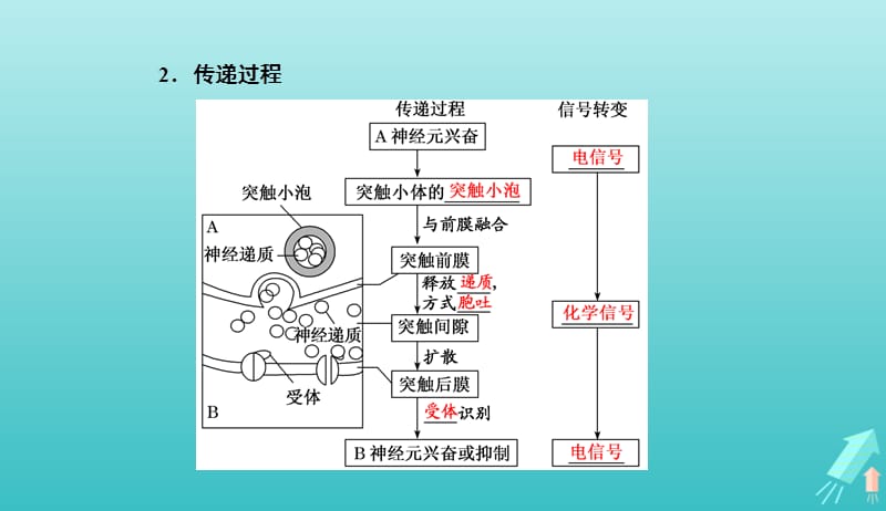 2019年高中生物第2章第1节第2课时通过神经系统的调节二课件新人教必修32019042014.ppt_第3页