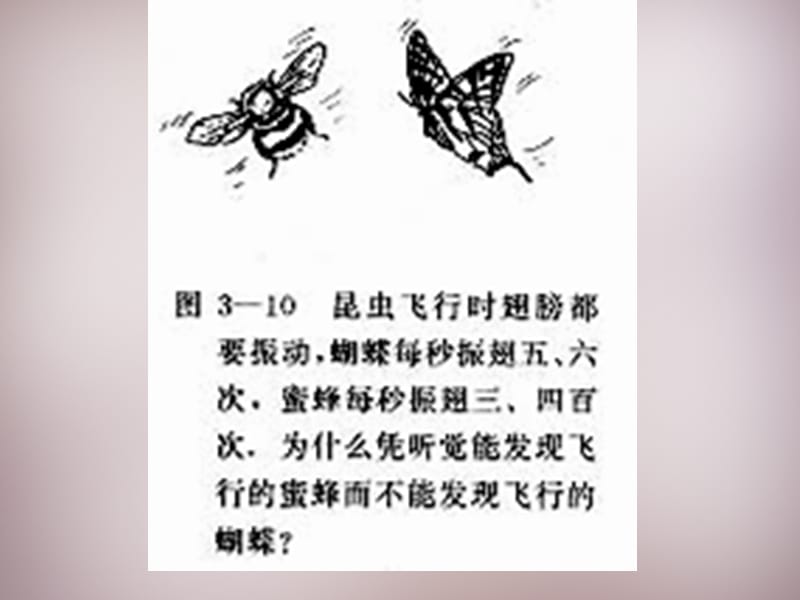 江苏省盐城市大丰市万盈第二中学八年级物理上册 1.4 人耳听不到的声音课件 苏科版.ppt_第3页