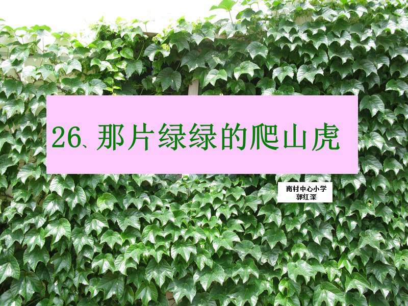 26《爬山虎的脚》课件.ppt_第1页