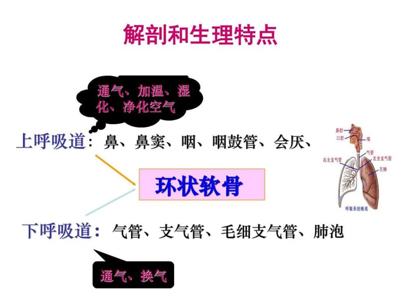 小儿呼吸系统疾病用药指南.ppt_第3页