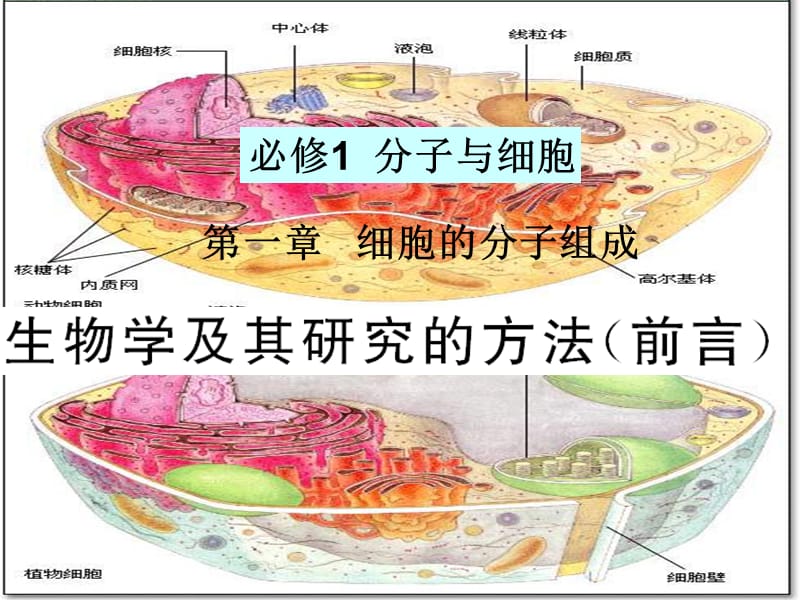 生物浙教版高三一轮复习必修1第一章细胞的分子组成.ppt_第2页