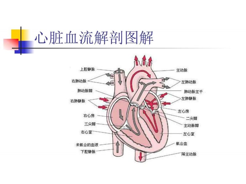 心脏病人非心脏手术麻醉.ppt_第2页