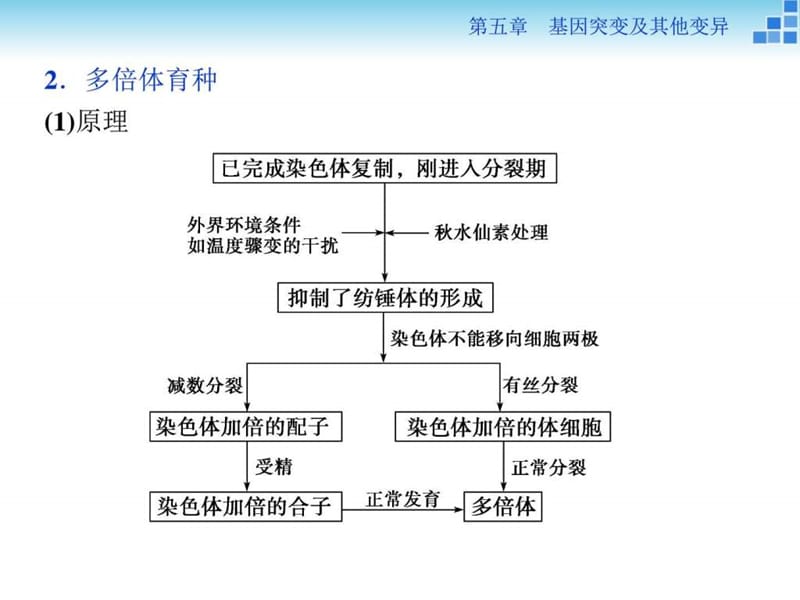 版优化方案高中生物人教版必修二配套课件第五章微专.ppt_第3页