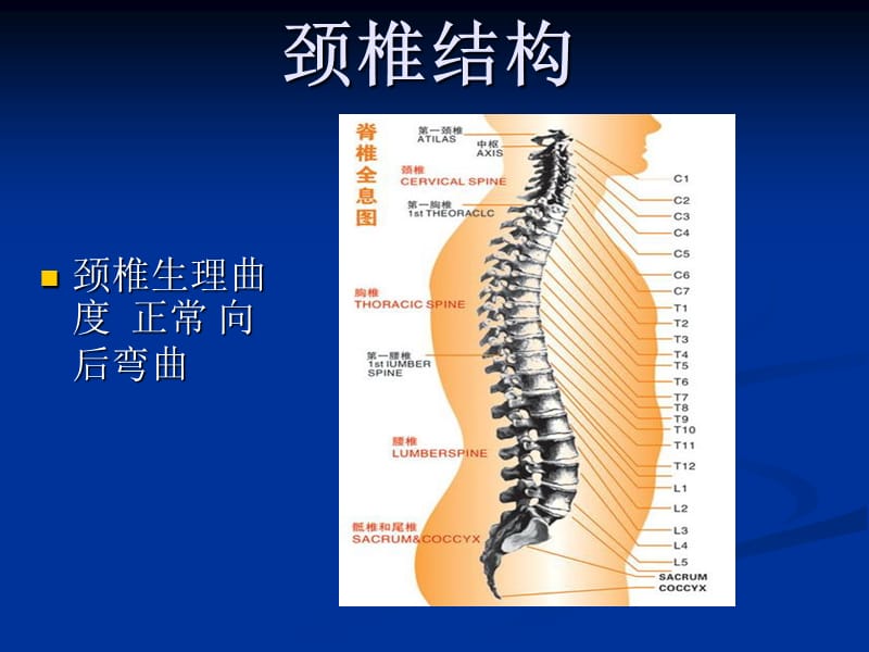 颈椎病预防与保健PPT课件.ppt_第2页