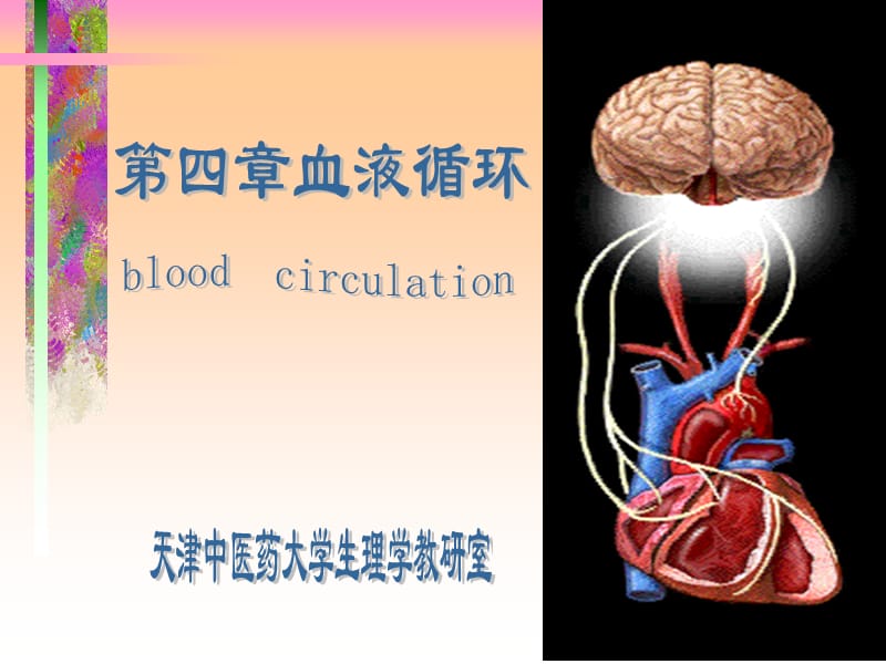 人体解剖生理学课件-第六章_循环系统的结构与功能1.ppt_第1页