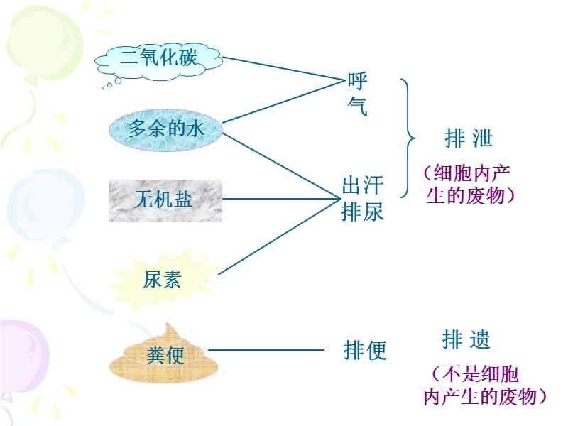 人体内废物的排出PPT课件.ppt_第2页