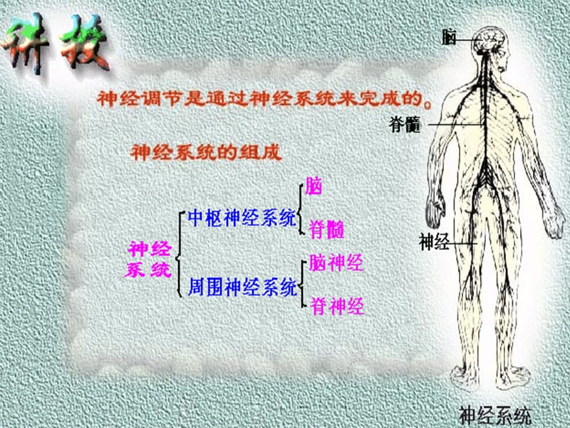 动物的神经调节PPT课件.ppt_第2页