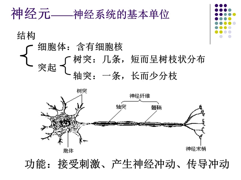 动物的神经调节PPT课件.ppt_第3页