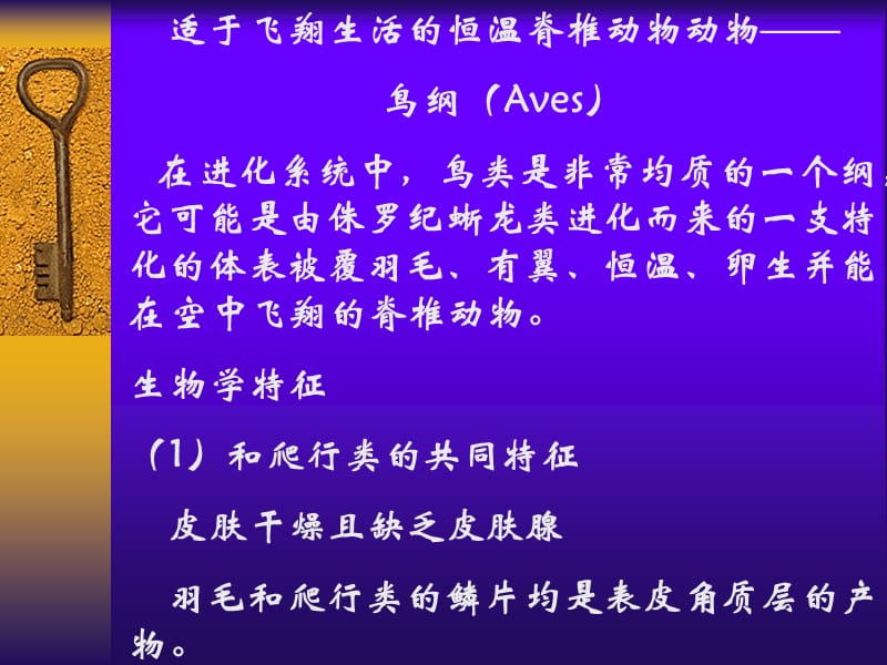 适于飞翔生活的恒温脊椎动物动物——鸟纲（Aves）在进化.ppt_第1页