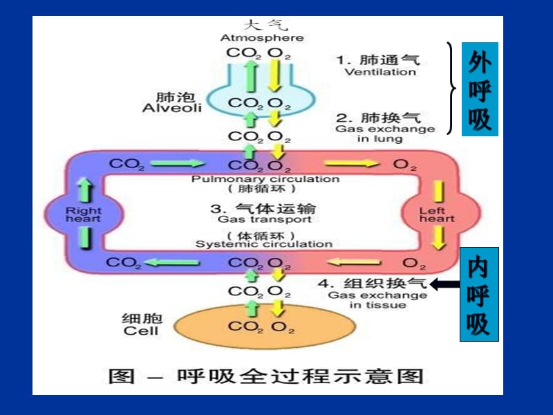 动物生理学呼吸生理PPT课件.ppt_第3页