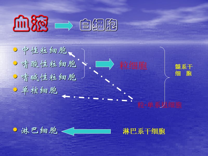 白细胞计数和白细胞分类计数PPT课件.ppt_第2页