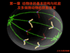 动物生物学动物细胞、组织、器官和系统PPT课件.ppt