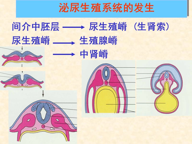 泌尿生殖系统发生PPT课件.ppt_第3页