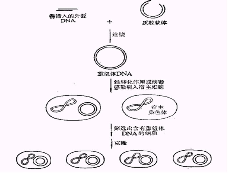 基因操作原理与方法.ppt_第2页