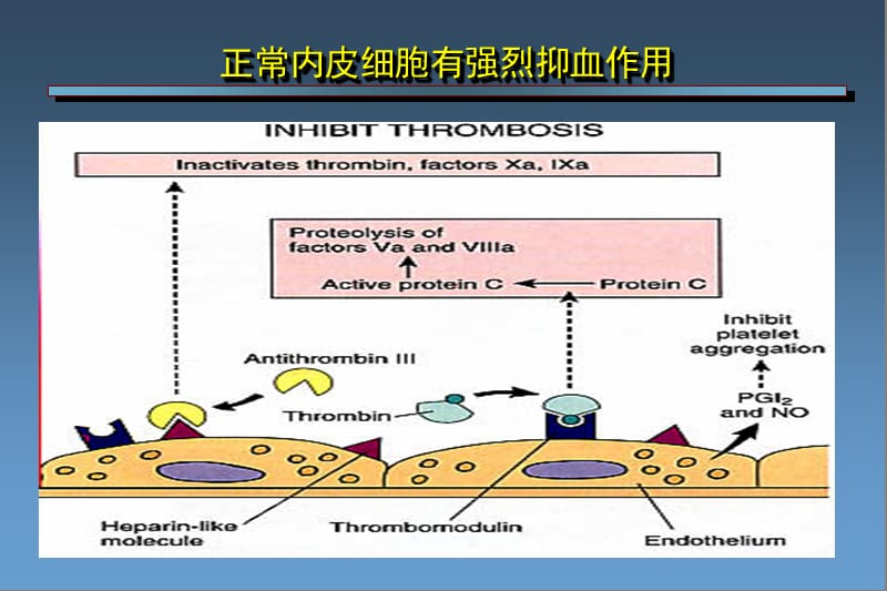 从普通肝素到磺达肝癸钠——肝素类抗凝药物研发历程.ppt_第3页