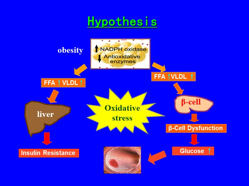 通过葡萄糖诱导氧化应激，刺激血管内皮细胞中的NADPH氧化酶4活性和表达的增加.ppt_第2页