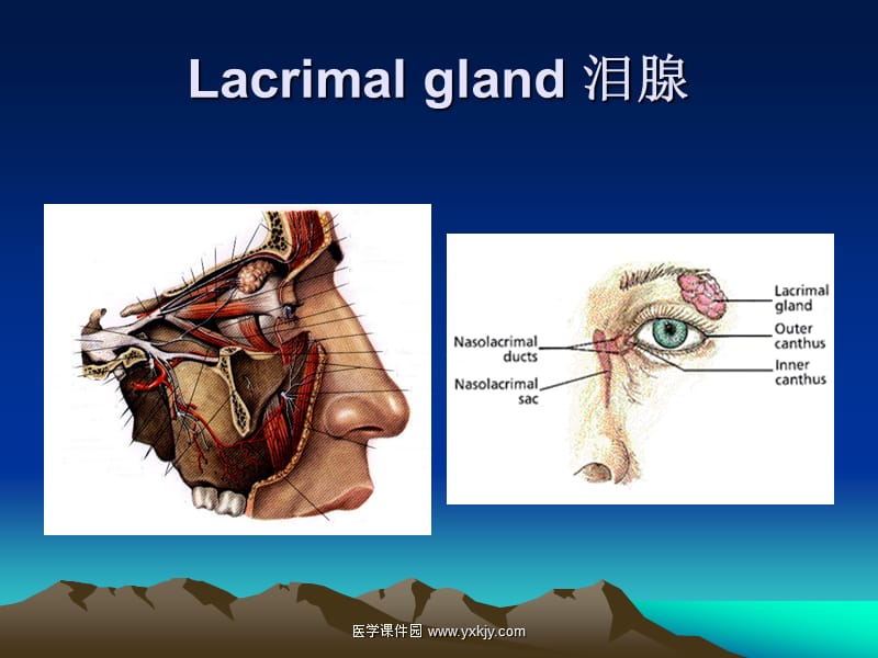 泪器疾病-教学课件.ppt_第2页