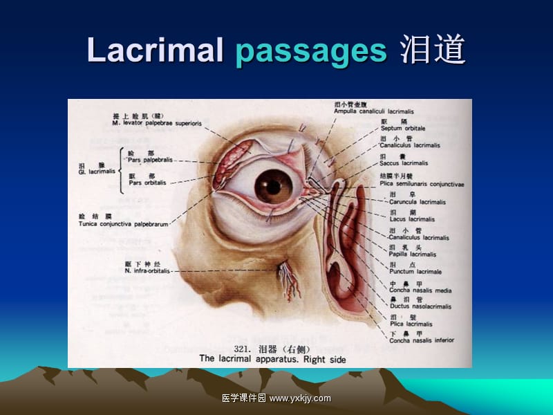 泪器疾病-教学课件.ppt_第3页