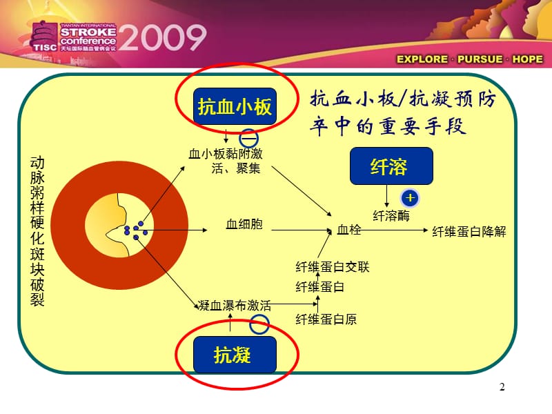 缺血性脑卒中／TIA 二级预防抗血小板药物规范化应用的中国专家共识.ppt_第2页