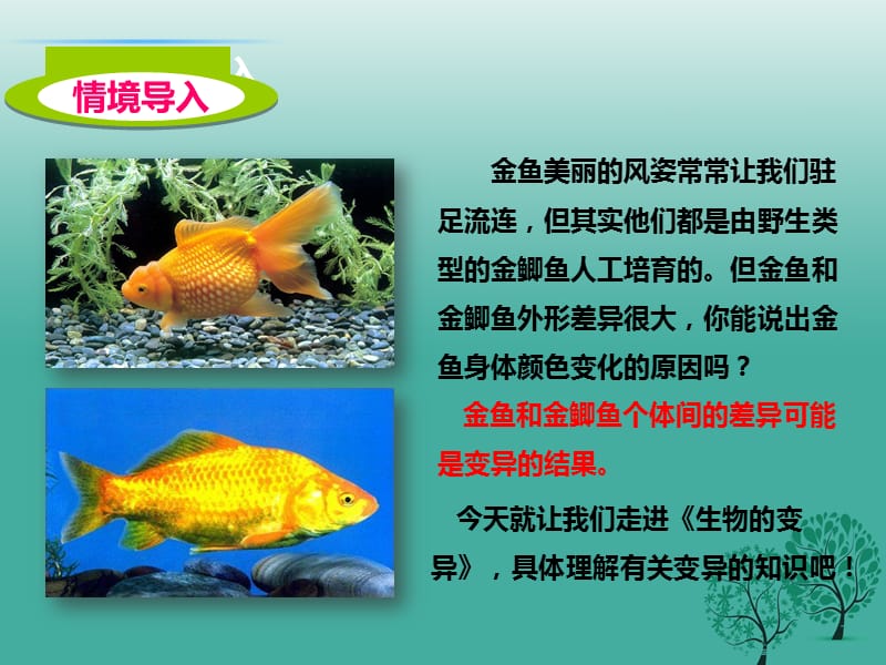 八年级生物上册 第四章 第四节《生物的变异》课件 （新版）济南版.ppt_第2页