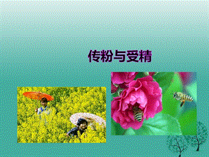 八年级生物上册 第一章 第二节《传粉与受精》课件 （新版）济南版.ppt