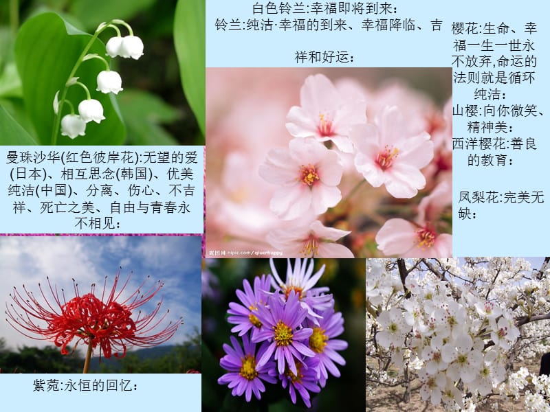 【K12配套】最新苏教版语文选修《花的秘密》ppt课件1.ppt_第2页