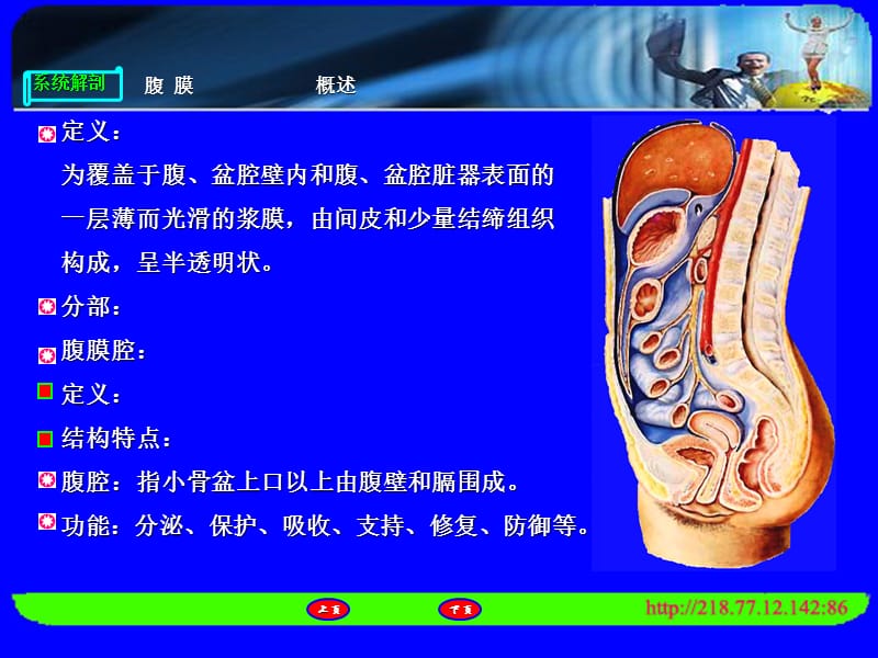 临床医学 人体解剖 腹膜.ppt_第3页