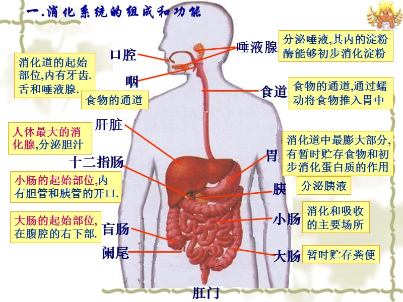 一消化系统的组成和功能.ppt_第2页