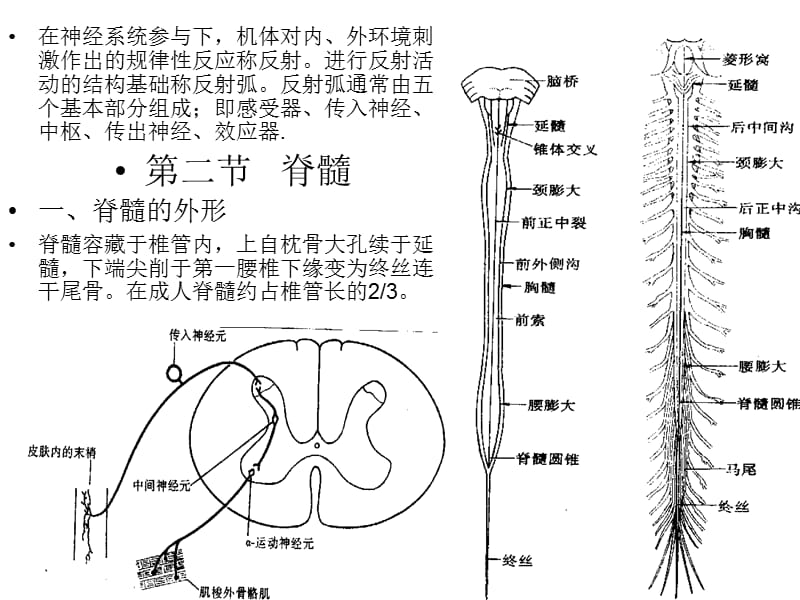 七年级生物神经系统的组成6.ppt_第3页