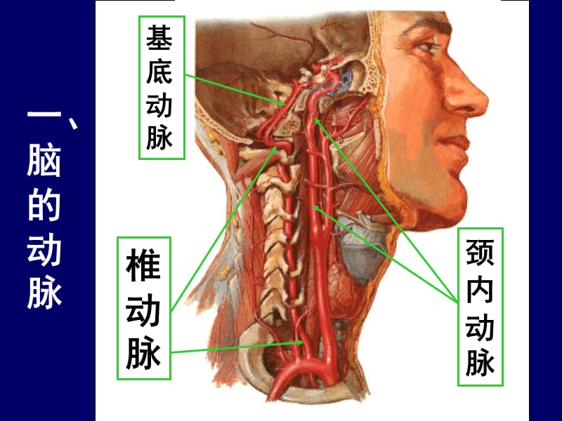 头部断层解剖4ppt课件.ppt_第3页