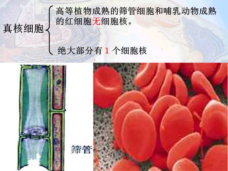 十堰市东风高级中学——王玉——细胞核.ppt_第3页