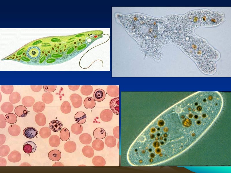 第一章原生动物门Protozoa原生动物门的主要.ppt_第2页