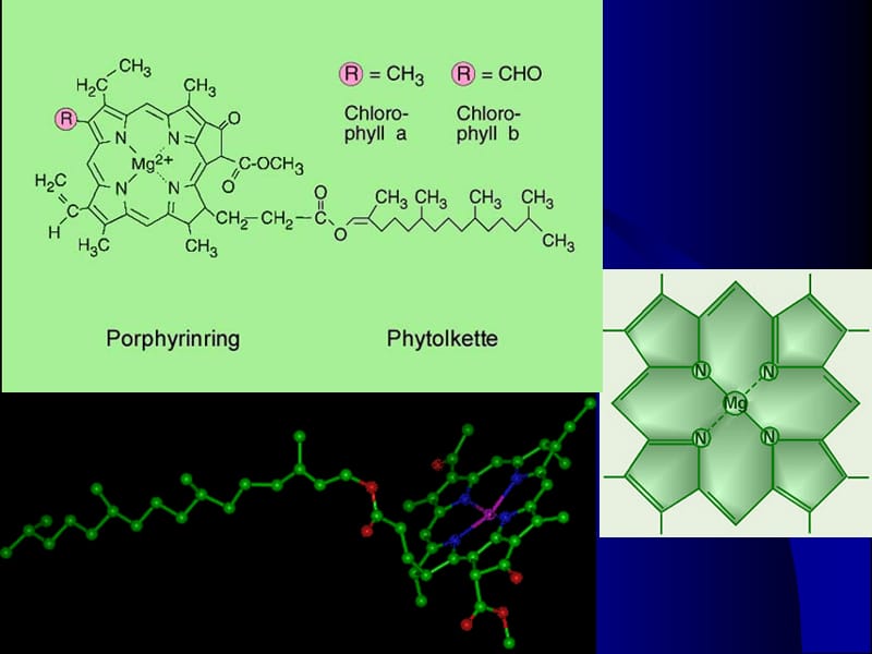 叶绿体色素的提取分离及理化质的鉴定.ppt_第3页