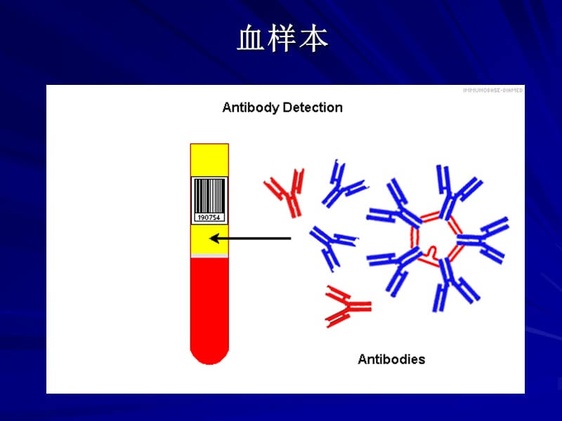 ABO血型鉴定试验.ppt_第2页