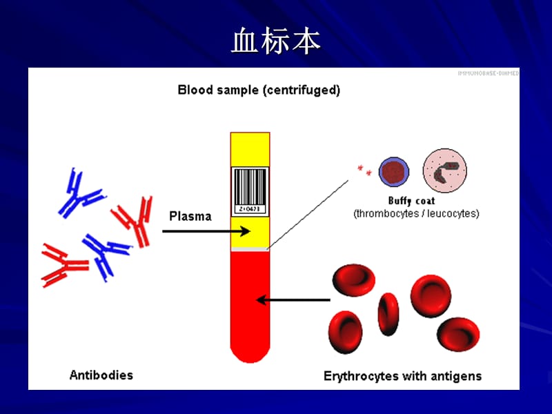 ABO血型鉴定试验.ppt_第3页