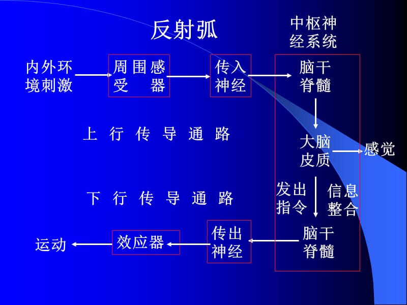 临床专业-传导通路.ppt_第2页