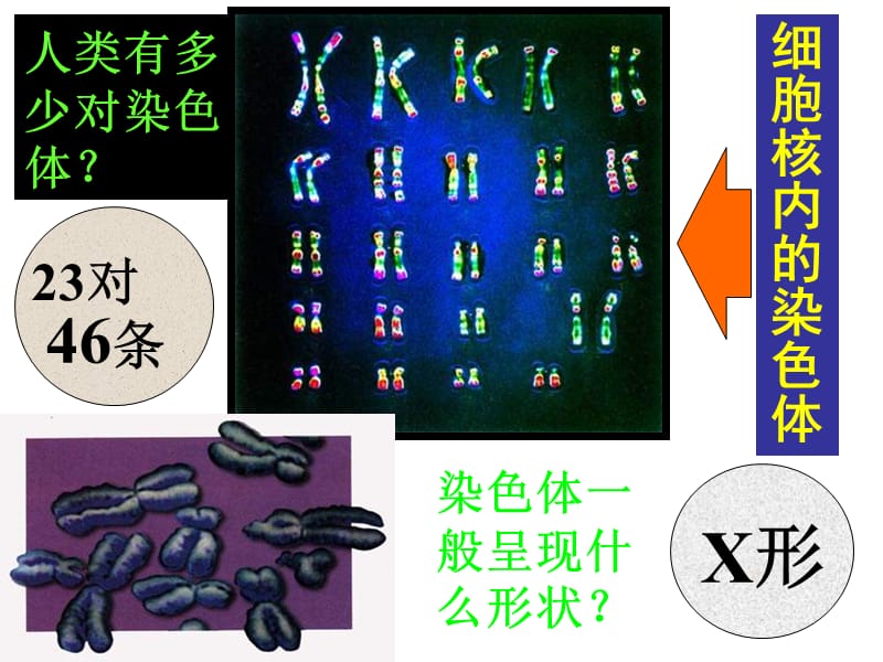 七年级生物基因在亲子代间的传递.ppt_第3页