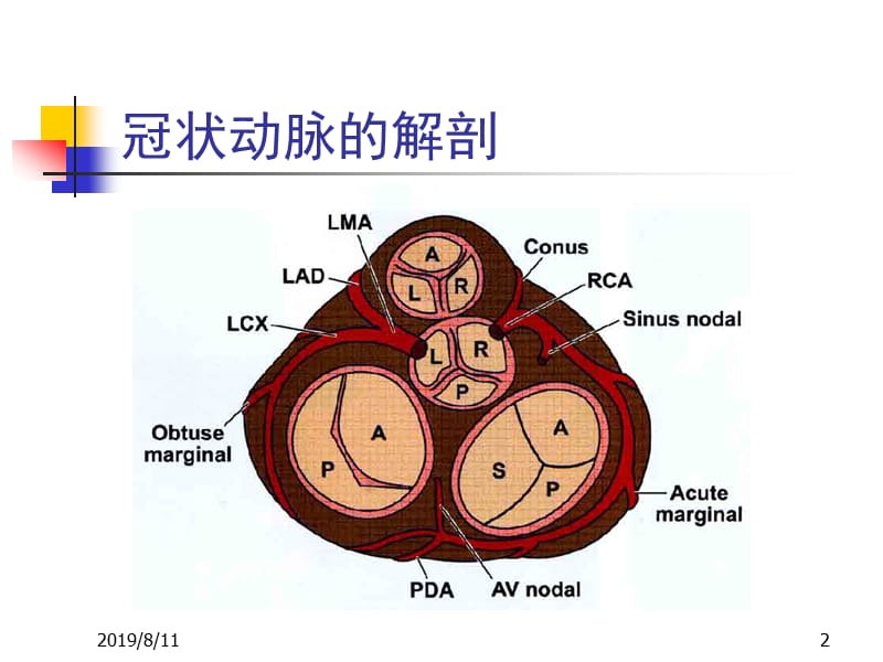 AMI的心电图应用.ppt_第2页