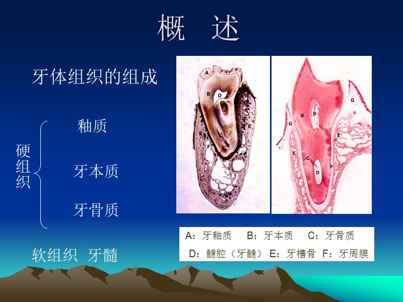 牙体组织.ppt_第2页