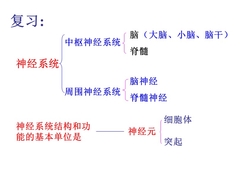 七年级生物神经调节的基本方式2.ppt_第2页