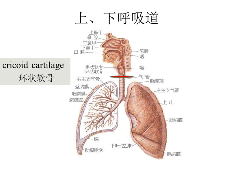 七年制-呼吸系统.ppt_第3页