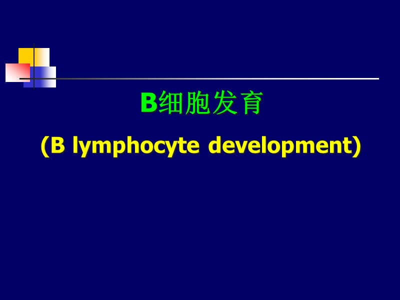 B细胞发育.ppt_第1页