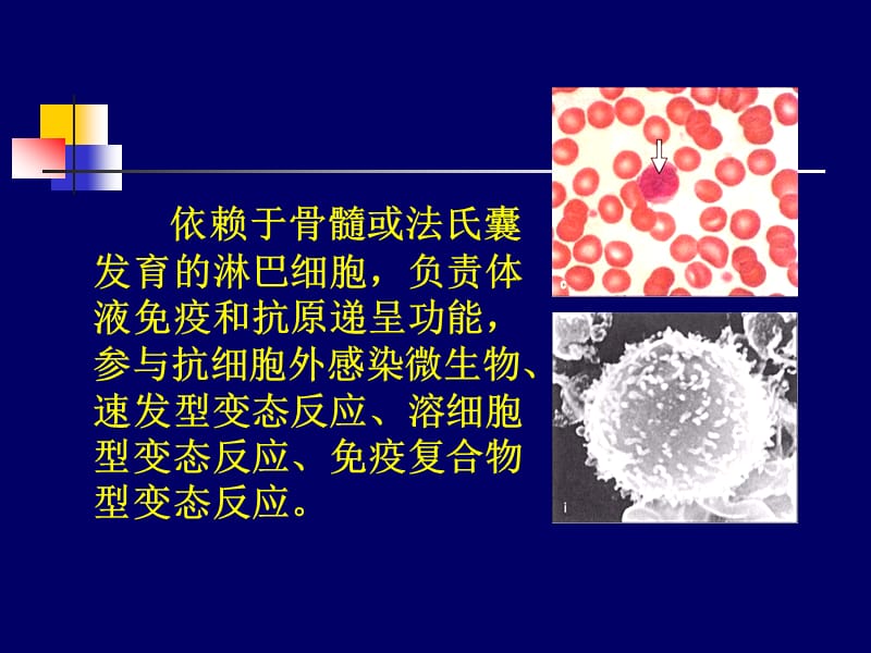 B细胞发育.ppt_第2页