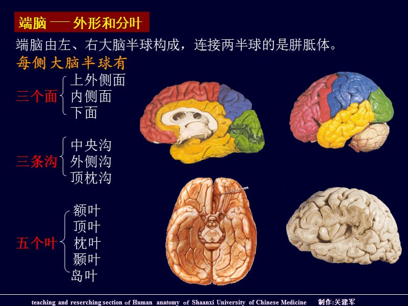 端脑外形和分叶ppt课件.ppt_第1页