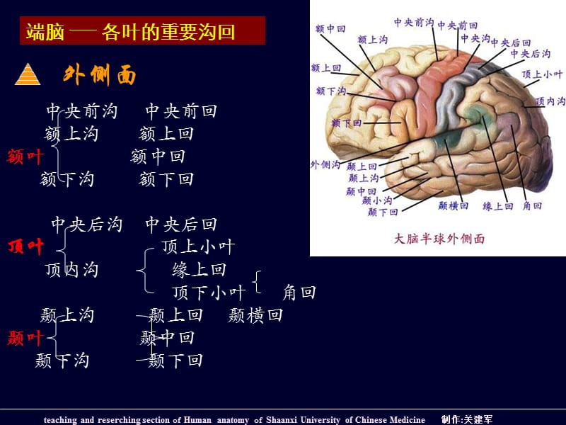 端脑外形和分叶ppt课件.ppt_第2页