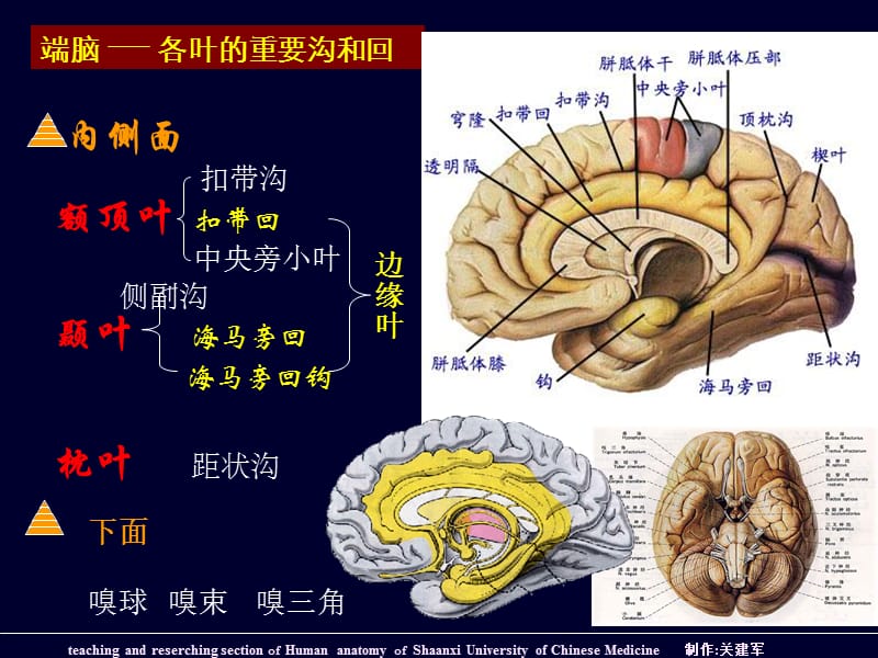 端脑外形和分叶ppt课件.ppt_第3页