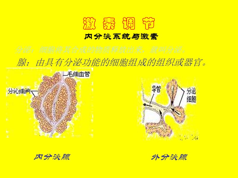 七年级生物激素调节7.ppt_第1页